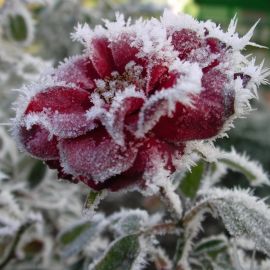 Морозные цветы (44 фото)