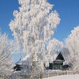 Белая береза зимой (48 фото)