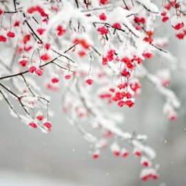 Вишня на снегу (53 фото)