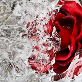 Красная роза на снегу (52 фото)