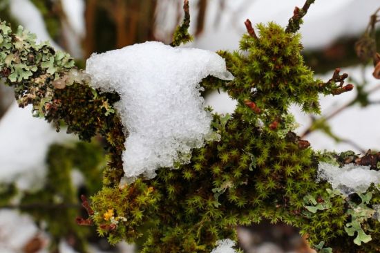 Зимний мох (43 фото)