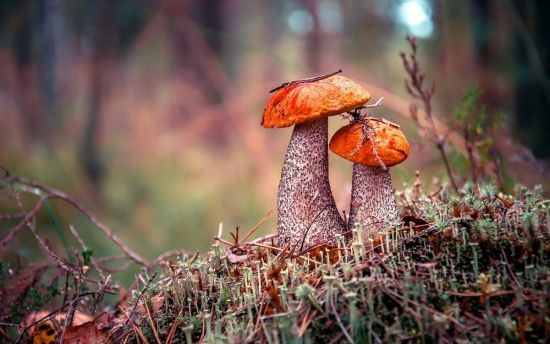 Белый гриб осенью в лесу (67 фото)