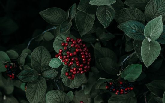 Красная лесная ягода (59 фото)