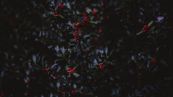 Черная ягода на кустах в лесу (49 фото)