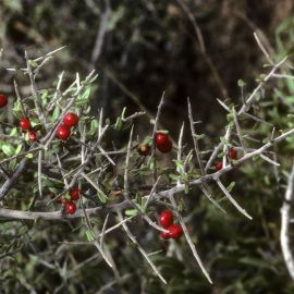 Колючее дерево с красными ягодами (42 фото)