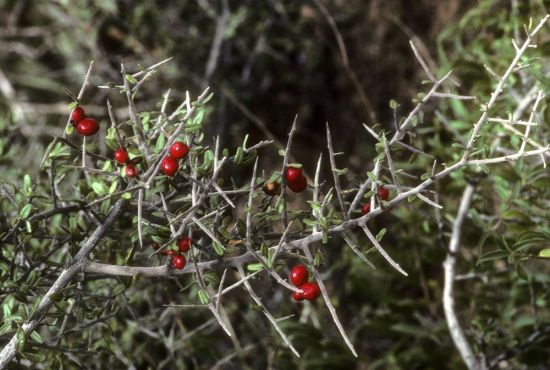 Колючее дерево с красными ягодами (42 фото)