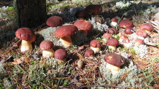 Много белых грибов в лесу (55 фото)