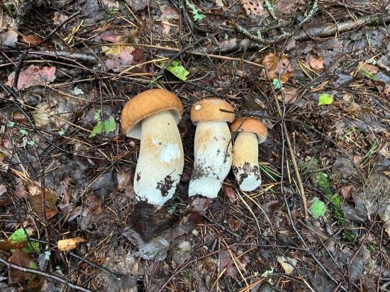 Белый гриб в дубовом лесу (49 фото)
