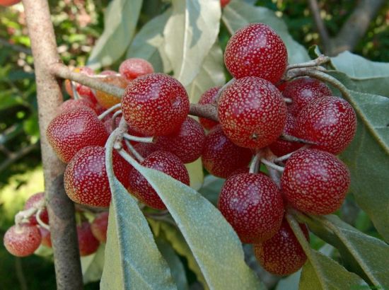Южное дерево с красными ягодами (45 фото)