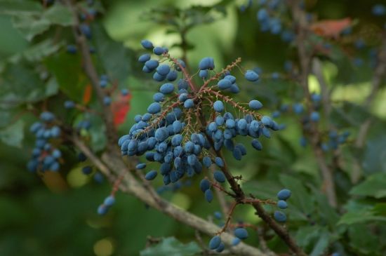 Куст с синими ягодами (45 фото)