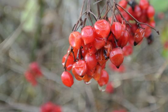 Красные ягодки на дереве (38 фото)