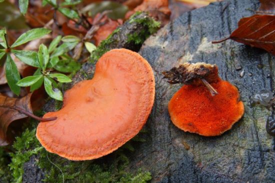 Оранжевый гриб на дереве (42 фото)