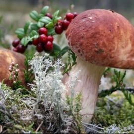 Красивые белые грибы в лесу (50 фото)