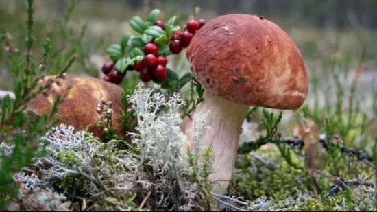Красивые белые грибы в лесу (50 фото)