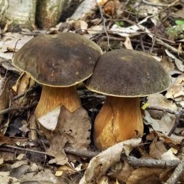 Белый гриб в дубах (51 фото)