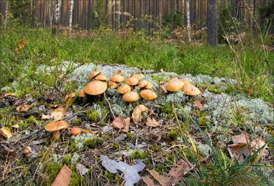 Поляна белых грибов в лесу (50 фото)