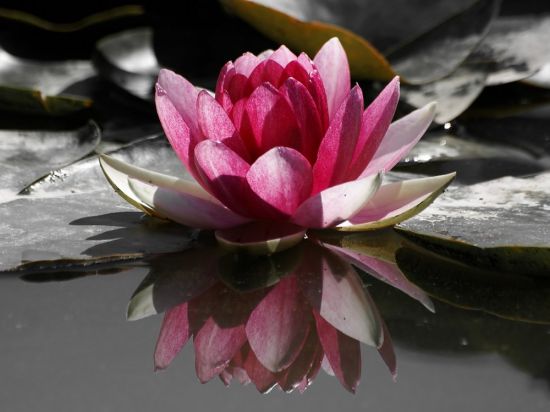 Цветок лотус (65 фото)