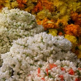 Красивые индийские цветы (70 фото)