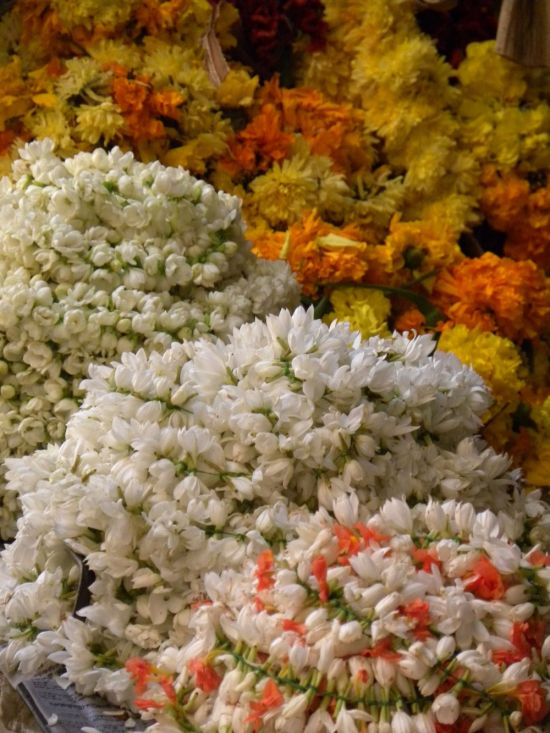 Красивые индийские цветы (70 фото)