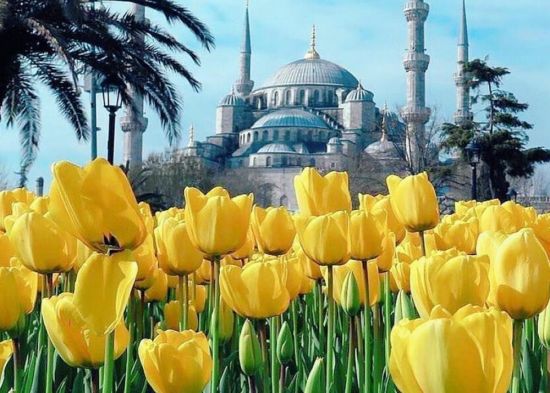 Фестиваль тюльпанов в стамбуле (67 фото)
