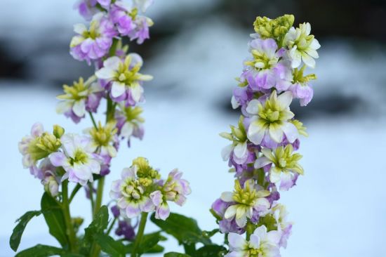 Маттиола цветы (53 фото)