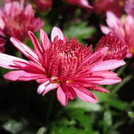 Хризантема красная ромашка (70 фото)
