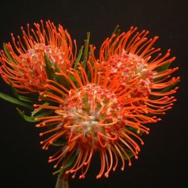 Леукоспермум цветок (62 фото)