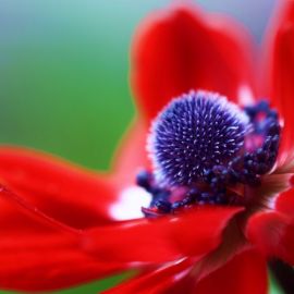 Цветок с красными цветами (67 фото)