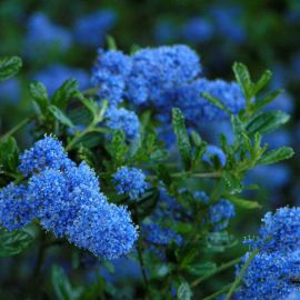Куст с синими цветами (54 фото)