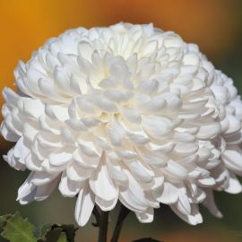 Белые пышные цветы (49 фото)