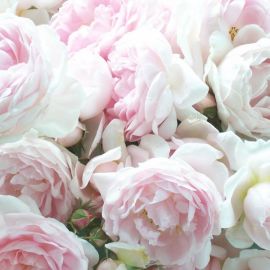 Светло розовые розы (49 фото)