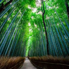 Бамбуковый лес япония (54 фото)