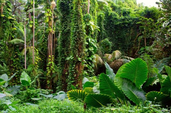 Лианы в тропическом лесу (46 фото)