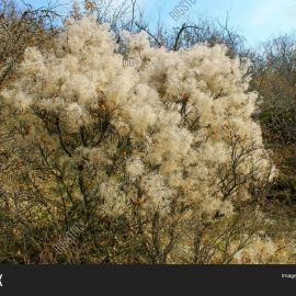 Дымное дерево скумпия (49 фото)