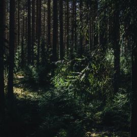 Ночной хвойный лес (44 фото)