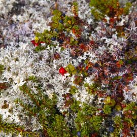 Красный мох в тундре (48 фото)