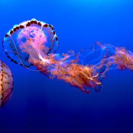 Медуза хрисаора (49 фото)