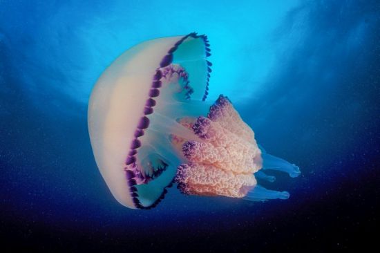 Медуза с фиолетовой каемкой в черном море (40 фото)