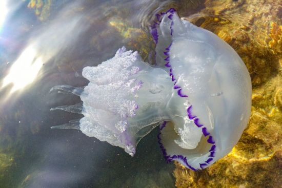 Медуза с синей каймой в черном море (43 фото)