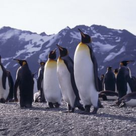 Пингвины в арктической пустыне (67 фото)