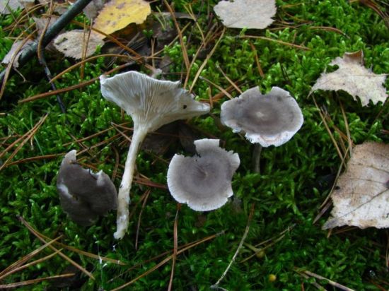 Серая лисичка гриб (23 фото)