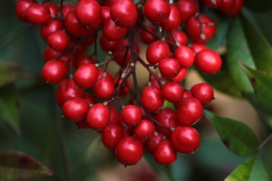 Дерево с мелкими красными ягодами (47 фото)