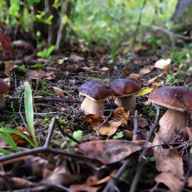 Красноборск грибы (51 фото)