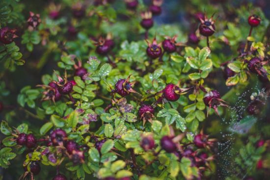 Фиолетовая ягода на кустах (45 фото)