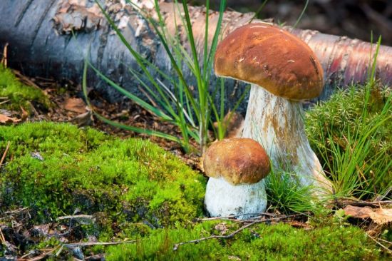 Луговой белый гриб (27 фото)