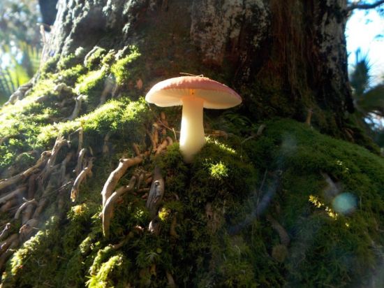 Яркие грибы (37 фото)