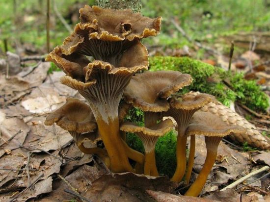 Ворончатая лисичка гриб (53 фото)