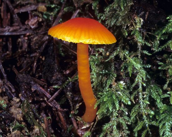 Темно оранжевый гриб (39 фото)