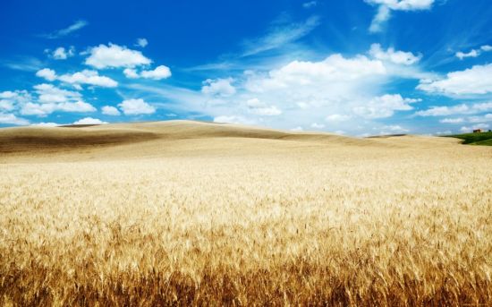 Поле пшеницы и голубое небо (45 фото)