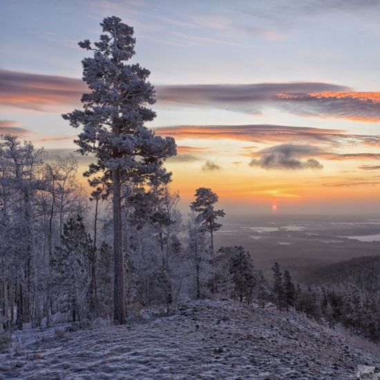 Панорама зимнего леса (43 фото)